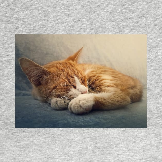 ginger cat resting on a sofa by psychoshadow